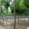 基地直銷椿樹 適生于深厚肥沃濕潤的砂質(zhì)土壤椿樹樹苗 價格優(yōu)惠