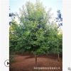 供應2-9公分紅橡娜塔櫟【20元起】，十二年誠信通企業，值得信任