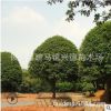 批發(fā)精品桂花樹 湖南桂花 桂花樹苗價(jià)格 金桂 黃花清香怡人
