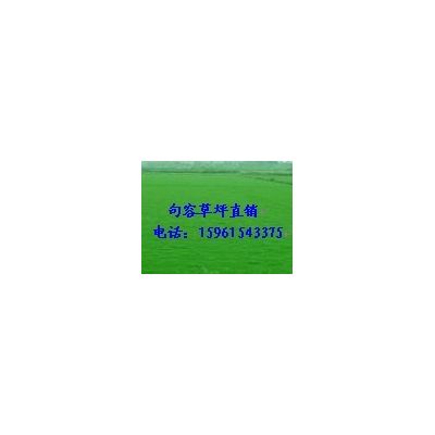 馬尼拉草坪，草坪價格，草坪批發綠化草坪13775528172