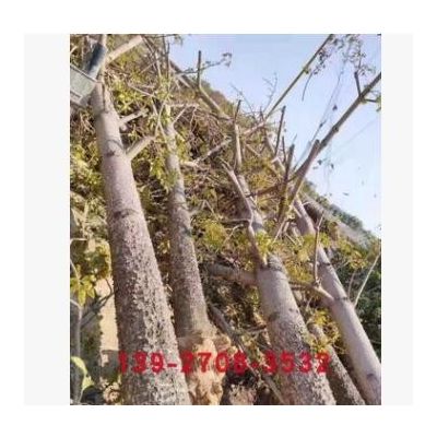 木棉樹 英雄樹 紅棉花樹