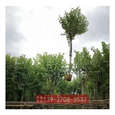 米徑12公分宮粉紫荊樹苗 大量廣東普寧宮粉紫荊袋苗 市政工程綠化