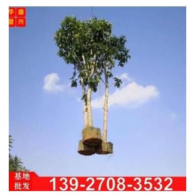廣東白玉蘭植物 玉蘭樹苗 工程綠化樹苗白玉蘭 行道樹 景觀園林