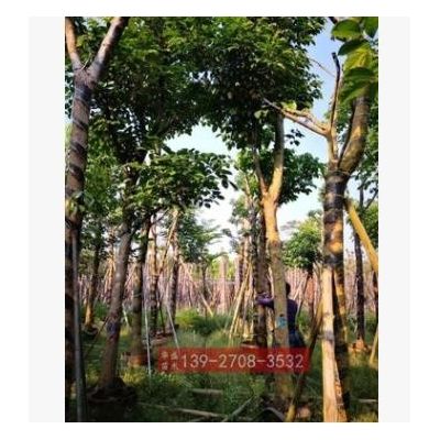 米徑15cm 秋楓 重陽木樹苗 廣東綠化小苗 秋楓樹苗 市政苗
