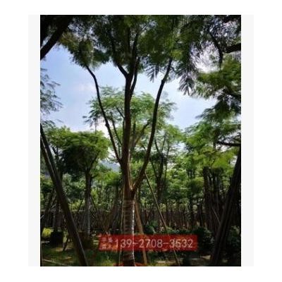 鳳凰樹袋苗米徑22公分 廣東金鳳樹苗 骨架鳳凰樹苗 廣東綠化樹苗