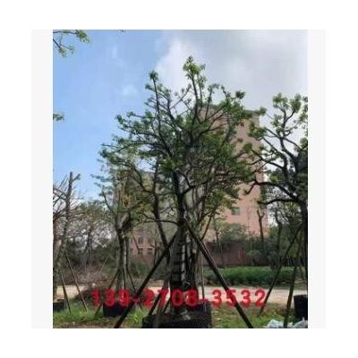 別墅庭院樹 紅果冬青樹 萬紫千紅樹苗假植