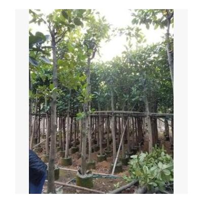10公分高山榕樹(shù)袋苗庭院樹(shù)廣東普寧綠化工程苗木市政苗