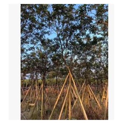 廣東黃花風(fēng)鈴木 胸徑10公分骨架黃花風(fēng)鈴木 網(wǎng)紅花黃花風(fēng)鈴木