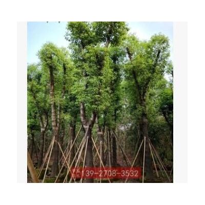 香樟樹(shù)苗 胸徑20cm 樟樹(shù)廣東綠化苗木基地直銷 園林景觀工程供應(yīng)