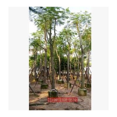 廣東鳳凰樹(shù)米徑15公分 小骨架鳳凰木樹(shù)袋苗 廣東綠化樹(shù)苗 紅花楹