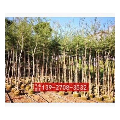 串錢(qián)柳 垂枝紅千層 瓶刷子樹(shù) 多花紅千層 紅瓶刷 金寶樹(shù) 刷毛楨