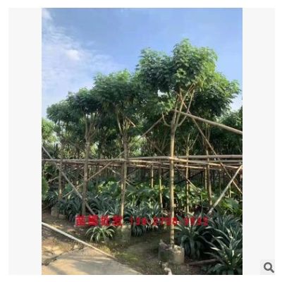 黃槐決明樹(shù) 黃花槐 小喬木