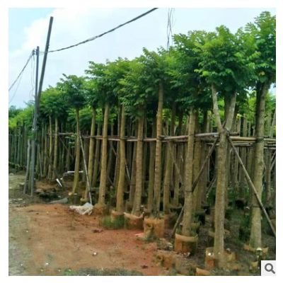 廣東火焰木樹(shù)苗 米徑10公分火焰樹(shù) 苞萼木樹(shù)苗 廣東綠化工程市政