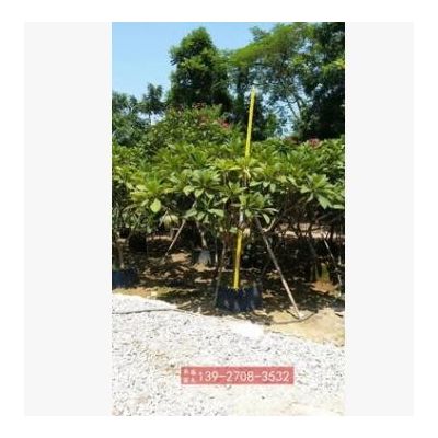 棣棠雞蛋花三月花地棠黃度梅金棣棠黃榆葉梅麻葉棣棠金錢(qián)花蜂棠花