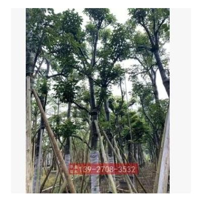 秋楓米徑18-20公分袋苗 廣東綠化樹(shù)苗 大骨架重陽(yáng)木樹(shù)苗 秋楓樹(shù)苗