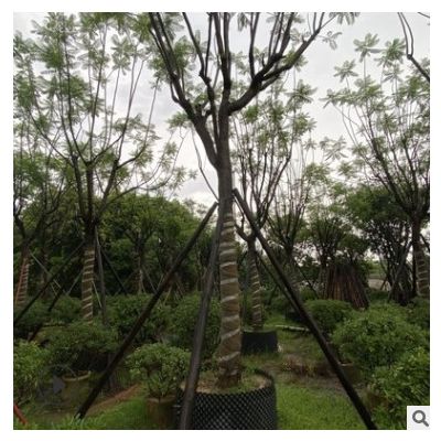 藍(lán)花楹樹(shù)基地批發(fā)蘭花庭院綠化樹(shù)