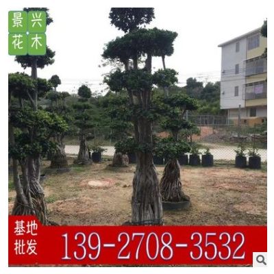 四季樹(shù)造型防護(hù)喬木盆栽榕樹(shù)特殊造型綠植