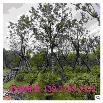香樟樹(shù)移植樹(shù)基地批發(fā)