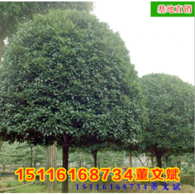 批發(fā)骨架香樟樹(shù) 移植規(guī)格齊全 量大從優(yōu)香樟常綠喬木湖南基地廠家