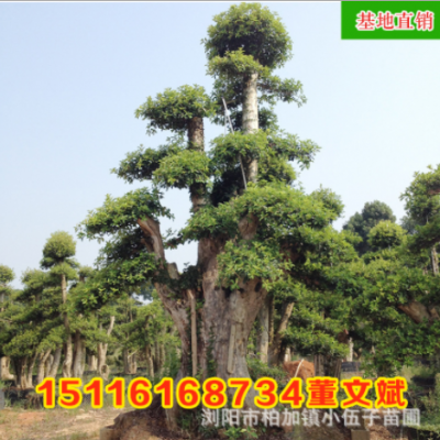 批發(fā)造型羅木石楠古樁樹(shù) 園林綠化工程苗木精品庭院常綠 基地直銷(xiāo)