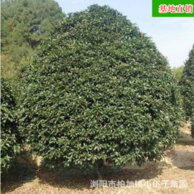 批發(fā)地籠桂花樹(shù) 大量供應(yīng)園林綠化庭院工程苗木 湖南基地直銷(xiāo)