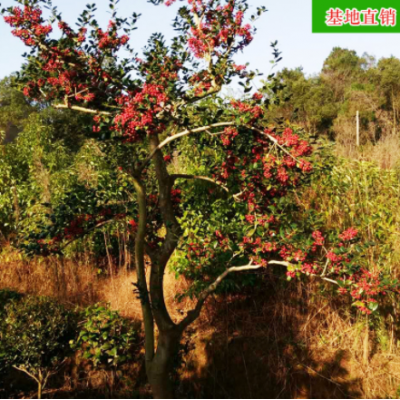 批發(fā)造型無(wú)刺狗骨 精品綠化苗木進(jìn)化空氣去甲醛樹(shù)苗 基地直銷(xiāo)