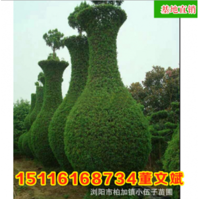 批發(fā)龍柏造型花瓶 精品園林綠化工程苗木庭院種植 湖南基地直銷(xiāo)
