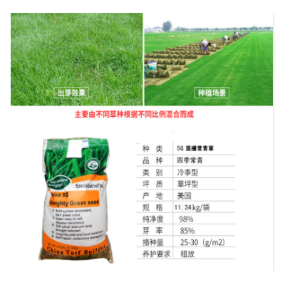 護(hù)坡草種高羊茅草籽多年生草籽四季常青抗病耐熱耐踩耐旱草坪種子