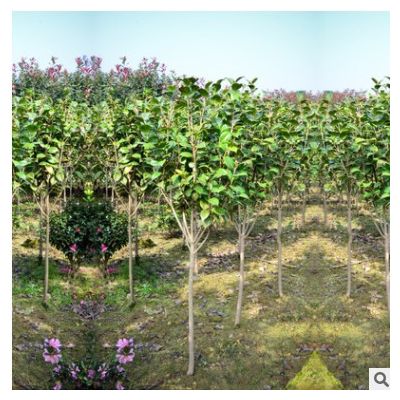 基地供應 茶花苗 茶花樹大小工程茶花樹綠化苗 耐旱耐寒四季常青