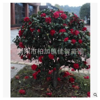 湖南苗木基地供應綠植山茶茶花球 茶花苗木盆景茶花