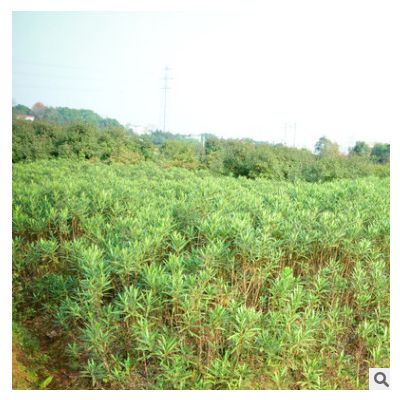 道理工程綠化夾竹桃苗 庭院常青綠化夾竹桃 景觀苗木花卉夾竹桃