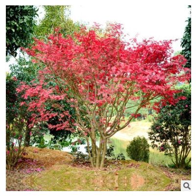 湖南苗木基地供應 紅楓樹小苗耐寒耐凍 庭院綠化 美國紅楓苗木