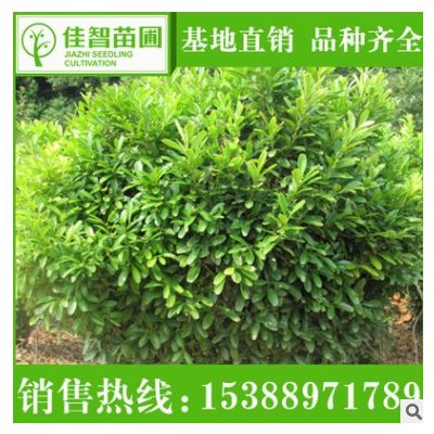 苗農(nóng)工程綠化苗木瓜子黃楊小葉黃楊 瓜子黃楊球綠化景觀苗木