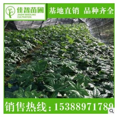 苗木基地供應(yīng)八角金盆苗 工程綠化苗木株高30-60cm 盆栽八角金盤(pán)