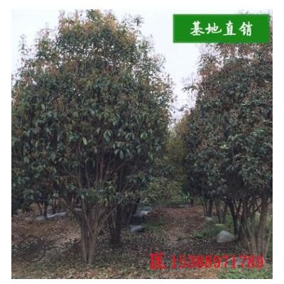 湖南苗圃直供流蘇嫁接桂花樹(shù)苗 庭院綠植盆栽花卉四季桂樹(shù)批發(fā)