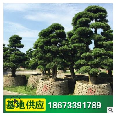 批發造型羅漢松 大量批發綠化苗木 園林綠化苗木 基地供應
