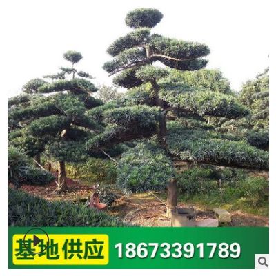 造型羅漢松樹 綠化喬木 庭園觀賞樹 品種優良