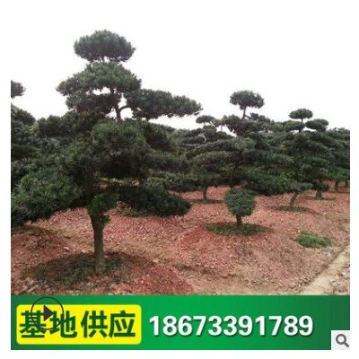 苗圃基地供應 羅漢松樁 庭院綠化苗木 價格優惠 成活率高