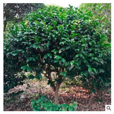 湖南茶花球價格 市政園林綠化苗木茶花球 現(xiàn)貨供應(yīng) 量大價優(yōu)