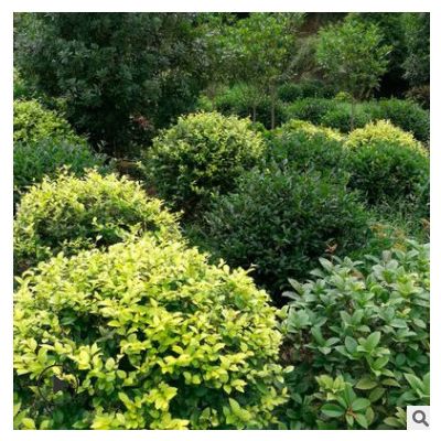 綠化工程植物金葉女貞 貨源充足 歡迎實地考察 量大價優(yōu) 可批發(fā)