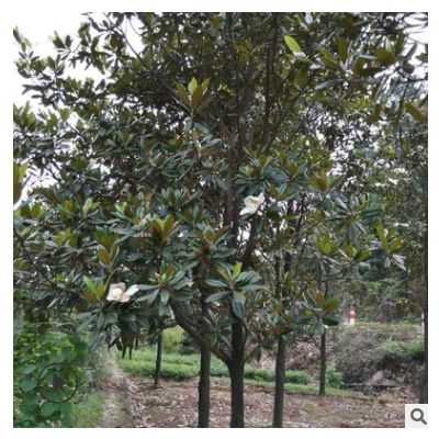 工程綠化樹白玉蘭 苗圃直供 自產(chǎn)自銷 特價出售 多規(guī)格供應(yīng) 價低