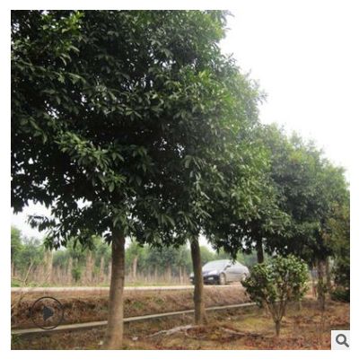 常綠喬木杜英樹 工程景觀景觀綠化樹 量大價優(yōu) 苗圃直供