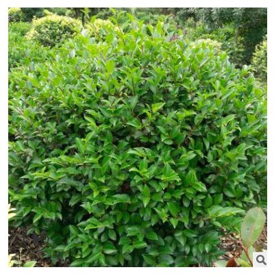 直銷園林綠化樹茶梅球 行道景觀綠化樹 價格實惠 可批發(fā) 易成活