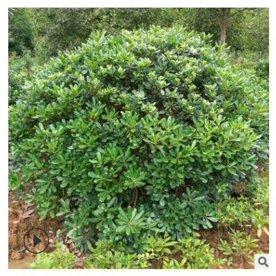 綠化灌木海桐球批發(fā) 多規(guī)格精品海桐球 規(guī)格繁多 量大從優(yōu) 可批發(fā)