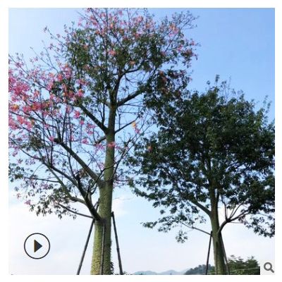 美麗異木棉 公園小區(qū)行道觀景美人樹 漳州宏景園林基地苗木批發(fā)