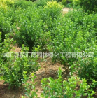 出售丁香樹基地大量批發(fā)，丁香價格優(yōu)惠，質(zhì)量保證