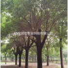 米徑13-16公分丁香，基地直營，運(yùn)輸方便