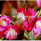 哪里有骨里紅梅樹？骨紅梅地徑10公分價格，12公分骨里紅梅報價