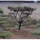 山西造型松絳縣造型松西北造型松本基地專業(yè)生產(chǎn)造型松