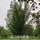 攀枝花哪里有美國(guó)紅楓買(mǎi)？